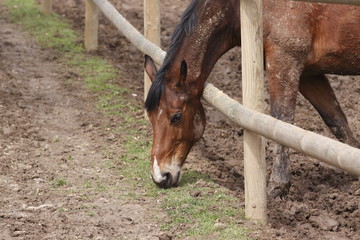 cheval au paddock-3