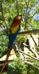 Parrot