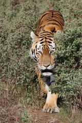 Fototapeta premium Tiger Prowling