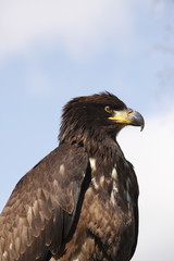 tête d'aigle-3