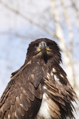 tête d'aigle