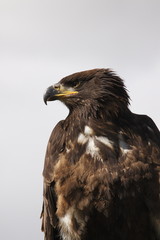 tête d'aigle pygargue