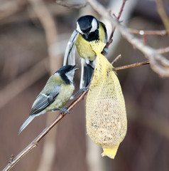 Tit