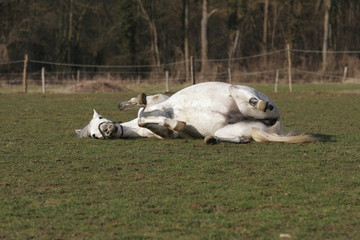 jument qui se roule-2