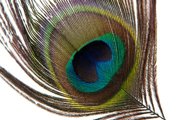 Detail of peacock feather