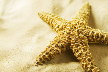 Fototapeta na wymiar Starfish on the Sand. Vacation concept