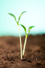 Green seedling illustrating concept of new life