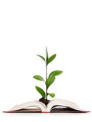 Knowledge concept - Leaves growing out of book