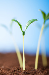 Green seedling illustrating concept of new life
