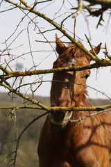 cheval mordant du bois-5