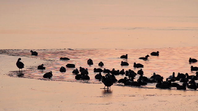 Birds feed on a frozen lake at the last light of afternoon falls