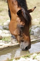cheval qui boit
