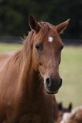 Obraz premium portrait cheval-2