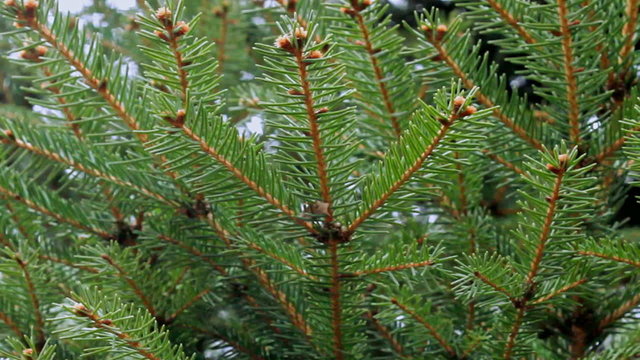 Green pine branch moving in the wind