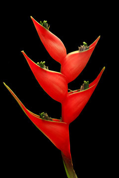 Red Bird Of Paradise Flower Isolate In Black Background