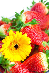 background of red big juicy ripe strawberry and flower