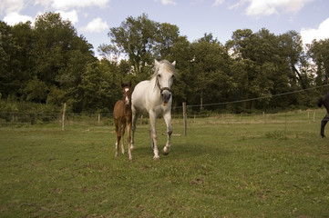 Obraz premium jument et son poulain au trot