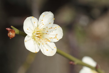 Obraz premium 梅の花