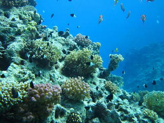 Group of coral fish  in water.