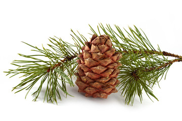 Siberian pine cone with branch
