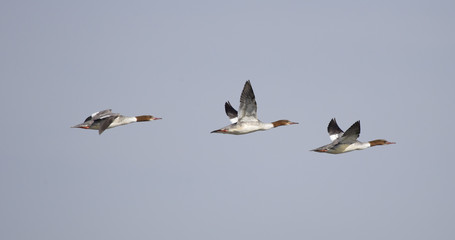 kormorane im flug