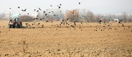 Tractor sown in the field with ravens