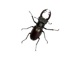 Stag beetle on a white background.