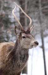 wapiti