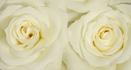 Two cream roses