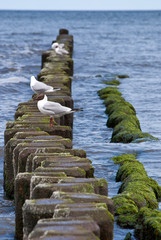 Buhnenmöwe