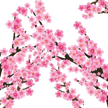 Cherry blossom, flowers of sakura, vector illustration