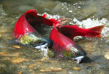 Naklejka premium Red salmon couple