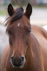 brown pony portrait 9807
