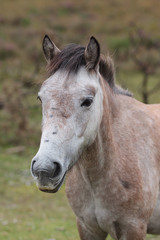 Obraz na płótnie Canvas grey pony portrait 9846