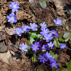 Liverwort flowers