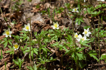 Anemone flowers and horsetail