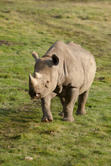 black rhino 10283