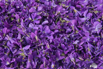 tapis de fleurs de violette