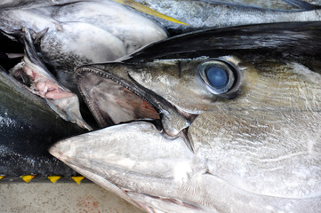 Close up to tuna´s mouth