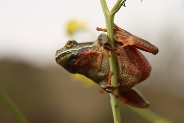 Hyla arborea.