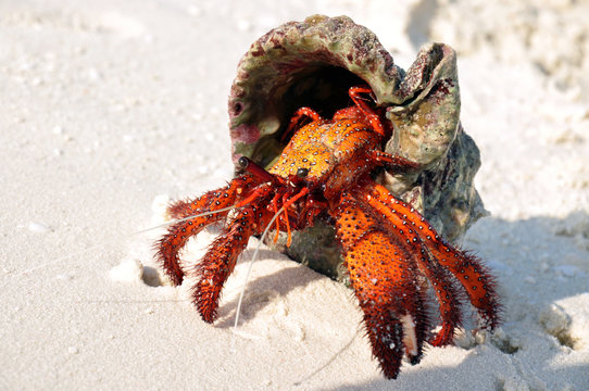 Hermit crab on the white sand trying to get back to the water