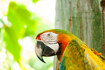 Colourful parrot bird sitting on the perch