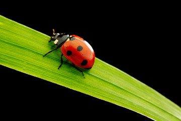 ladybug isolated on black
