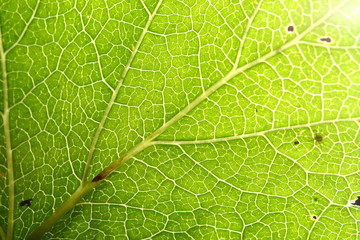 green leaf vein