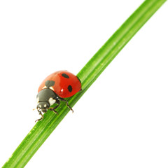 ladybug on grass