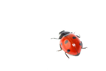 ladybug on grass
