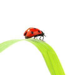 ladybug on grass