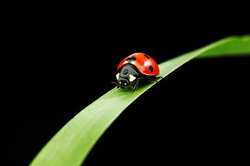 ladybug on grass