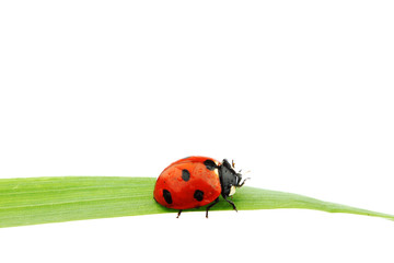 ladybug on grass