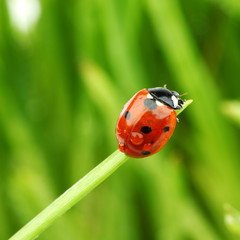 Fototapeta premium ladybug on grass